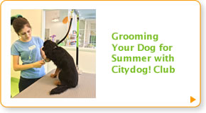 Grooming for Summer