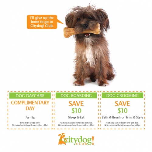 Coupons for a complimentary day of daycare, $10 off boarding and grooming