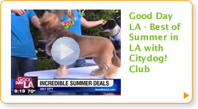 Good Day LA - Best of Summer in LA with Citydog! ClubN
