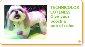 TECHNICOLOR CUTENESS - Give your pooch a pop of color