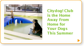 Citydog! Club is the Home Away from Home for Your Dogs This Summer